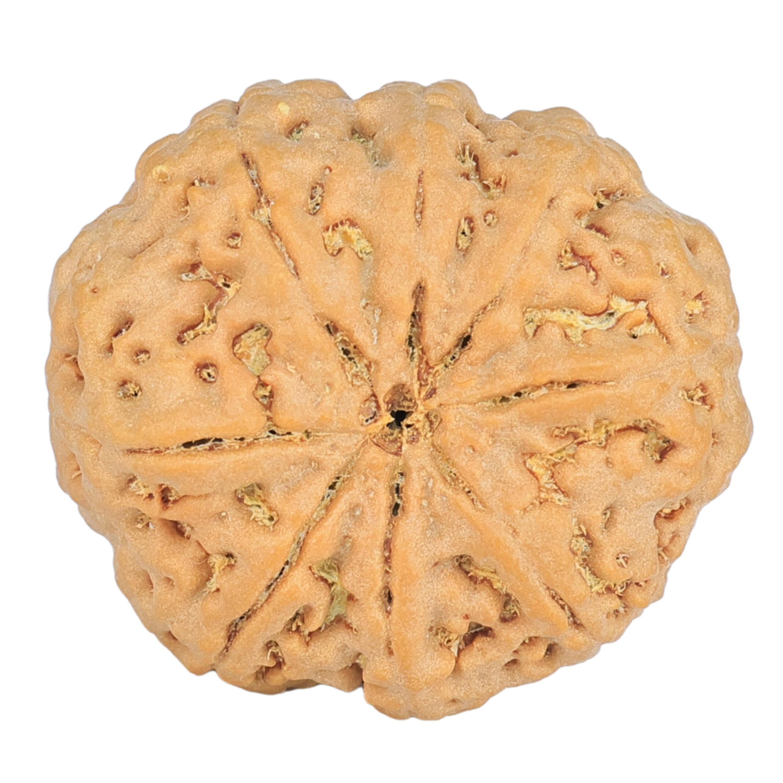 8 Mukhi Rudraksha 24.9mm 4.99gm - Rudraksha back