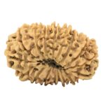 17 Mukhi Rudraksha 27.3mm 3.15gm - Origin: Nepal - Rudraksha back
