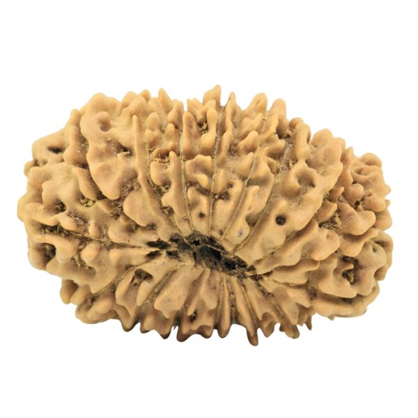 17 Mukhi Rudraksha 27.3mm 3.15gm - Origin: Nepal - Rudraksha back