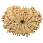 16 Mukhi Rudraksha 32.7mm 5.9gm - Rudraksha back