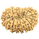 17 Mukhi Rudraksha 30.2mm 4.91gm - Rudraksha back