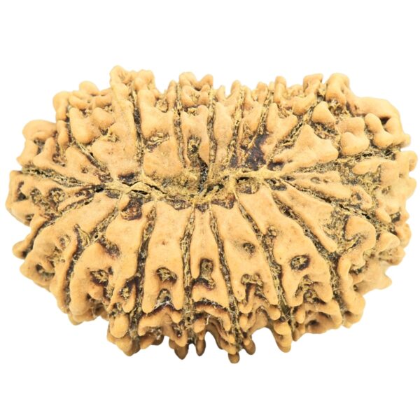 17 Mukhi Rudraksha 30.2mm 4.91gm - Rudraksha back