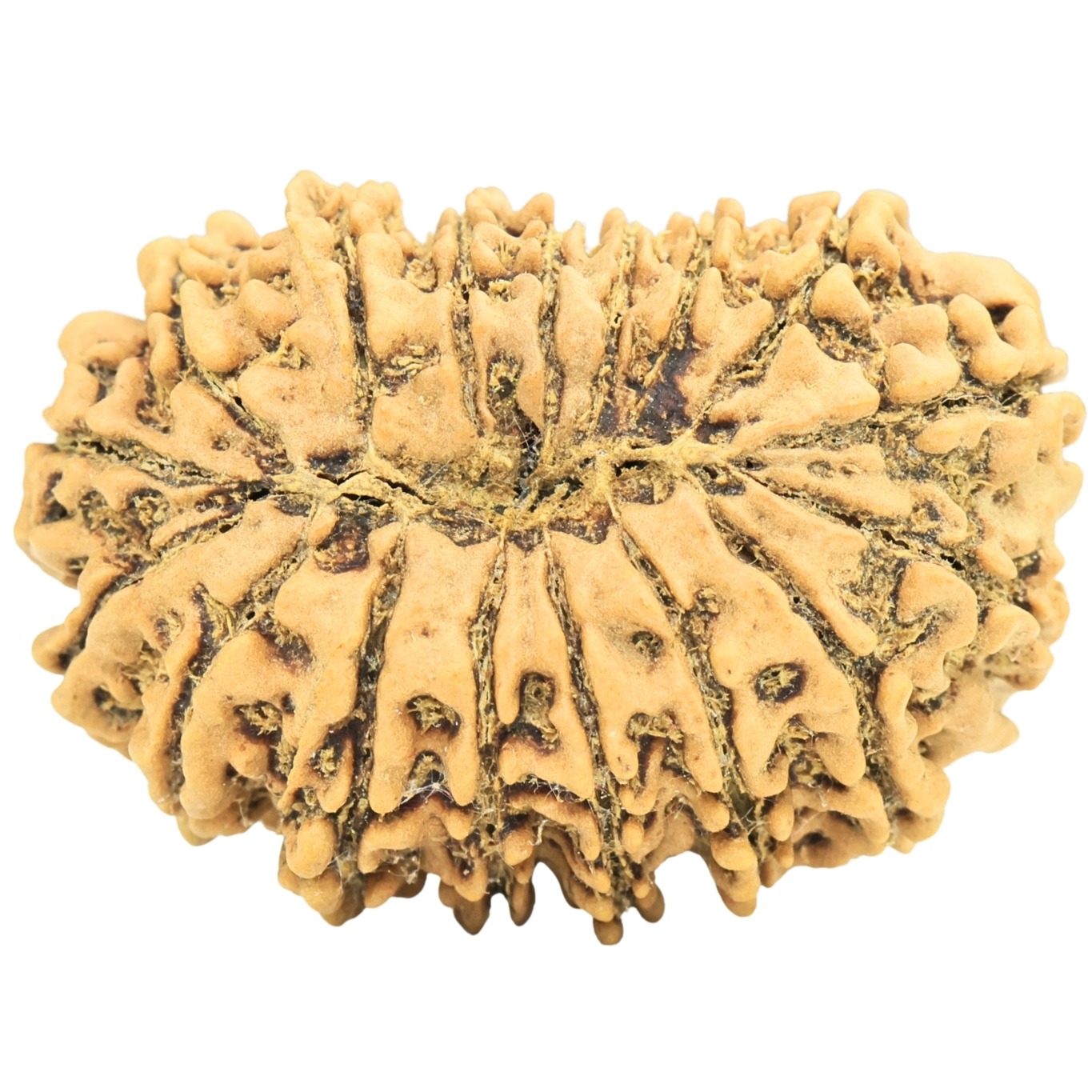 17 Mukhi Rudraksha 30.2mm 4.91gm - Rudraksha back