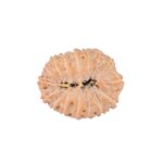 16 Mukhi Rudraksha 21.7mm 2.44gm - Rudraksha back