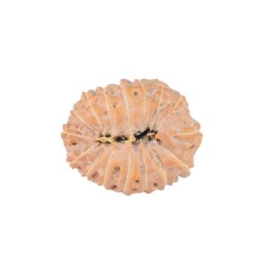 16 Mukhi Rudraksha 21.7mm 2.44gm - Rudraksha back