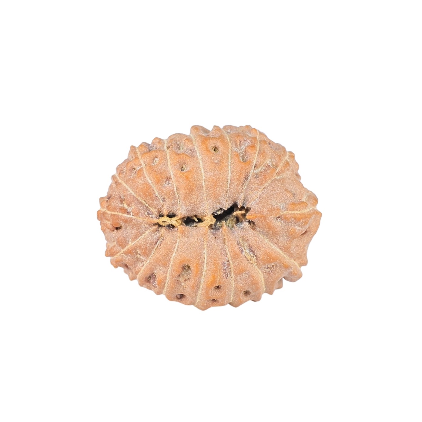 16 Mukhi Rudraksha 21.7mm 2.44gm - Rudraksha back