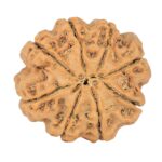 8 Mukhi Rudraksha 23.7mm 4.28gm - Rudraksha back