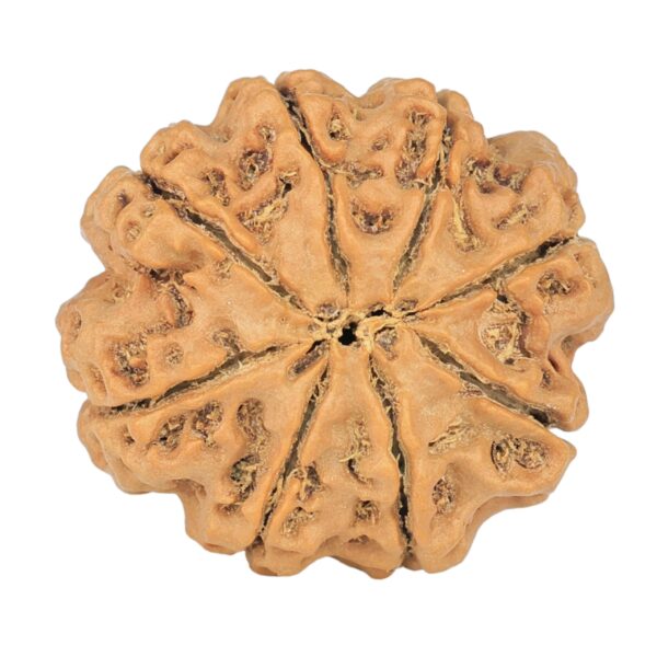 8 Mukhi Rudraksha 23.7mm 4.28gm - Rudraksha back