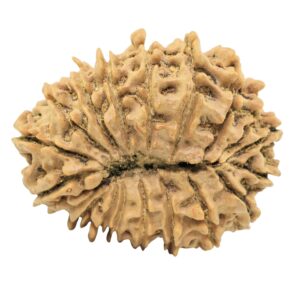 18 Mukhi Rudraksha 29.6mm 4.44gm - Rudraksha back