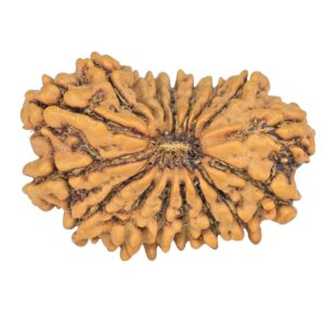 16+1 Mukhi Sawar 25.5mm 2.83gm - Rudraksha back