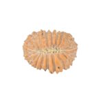 20 Mukhi Rudraksha 15.9mm 1gm - Rudraksha back