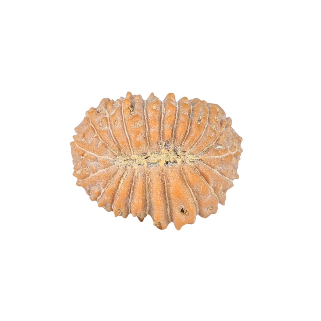 20 Mukhi Rudraksha 15.9mm 1gm - Rudraksha back