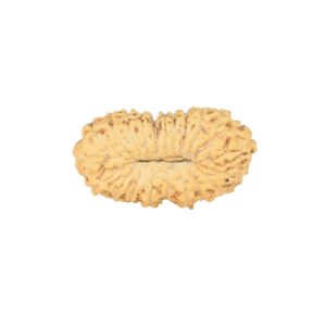 21 Mukhi Rudraksha 19.3mm 1gm - Rudraksha back