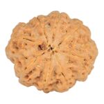 8 Mukhi Rudraksha 28.1mm 6.39gm - Rudraksha back