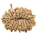 18 Mukhi Ganesh 32.3mm 5.11gm - Origin: Nepal - Rudraksha back