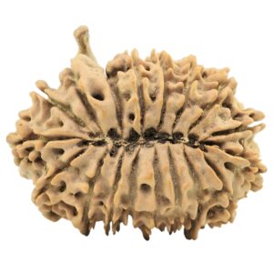 18 Mukhi Ganesh 32.3mm 5.11gm - Origin: Nepal - Rudraksha back