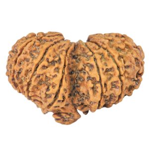 14 Mk Gaurishankar 35.8mm 5.68gm - Rudraksha back