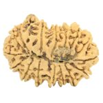 16 Mukhi Ganesh 37.7mm 7.33gm - Rudraksha back