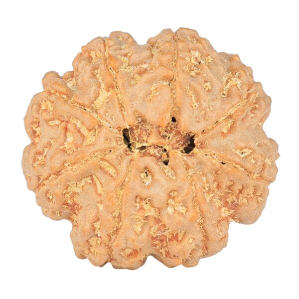 8 Mukhi Rudraksha 24.6mm 5.14gm - Rudraksha back