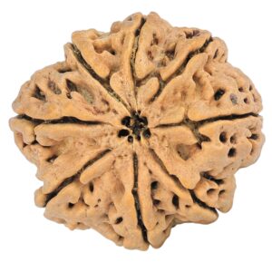 8 Mukhi Rudraksha 29.4mm 5.85gm - Rudraksha back