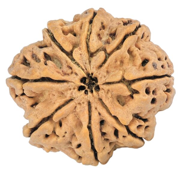 8 Mukhi Rudraksha 29.4mm 5.85gm - Rudraksha back