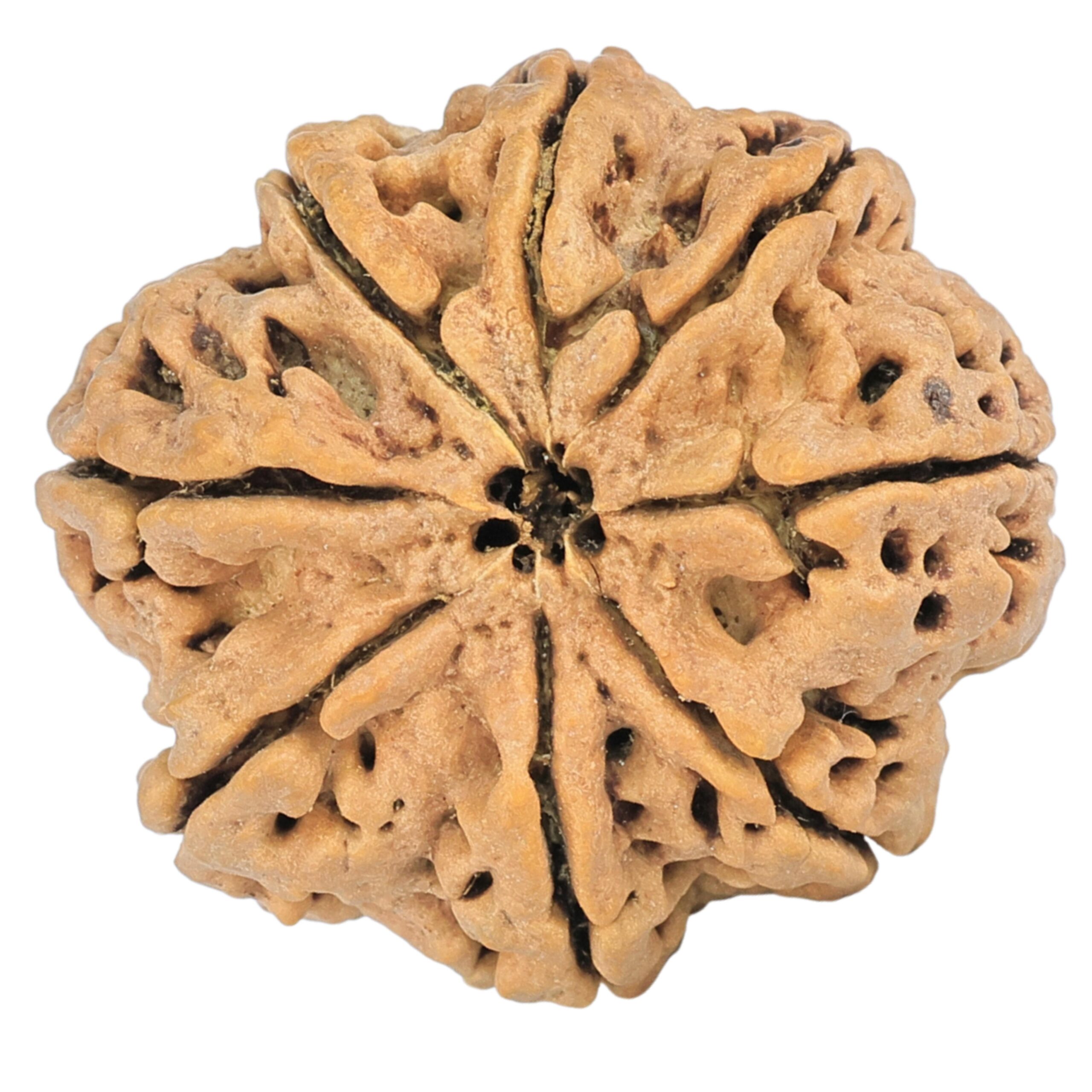 8 Mukhi Rudraksha 29.4mm 5.85gm - Rudraksha back