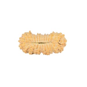 26 Mukhi Rudraksha 22.2mm 1.25gm - Rudraksha back
