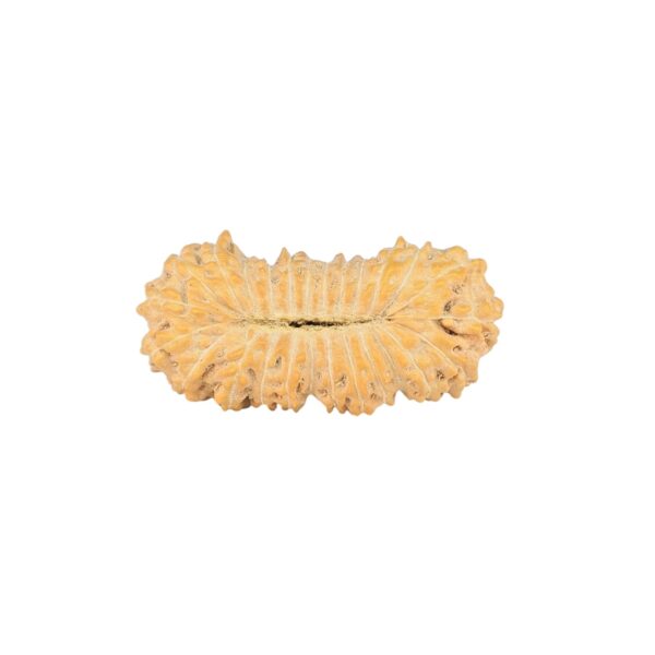 26 Mukhi Rudraksha 22.2mm 1.25gm - Rudraksha back