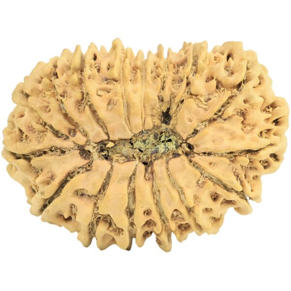 16 Mukhi Rudraksha 29.6mm 3.22gm - Rudraksha back