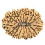 16 Mukhi Rudraksha 28.6mm 3.61gm - Rudraksha back