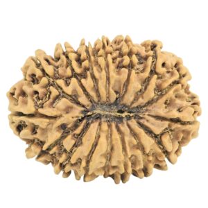 16 Mukhi Rudraksha 28.6mm 3.61gm - Rudraksha back