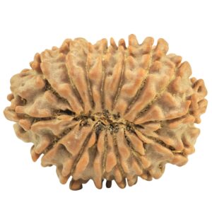 15 Mukhi Rudraksha 27.4mm 4.22gm - Rudraksha back