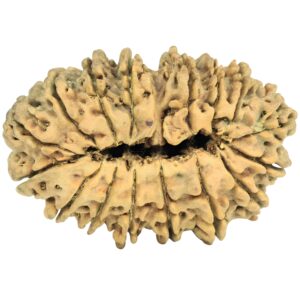 16 Mukhi Rudraksha 40.2mm 3.8gm - Rudraksha back