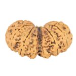 14 Mk Gaurishankar 40.2mm 7.48gm - Rudraksha back
