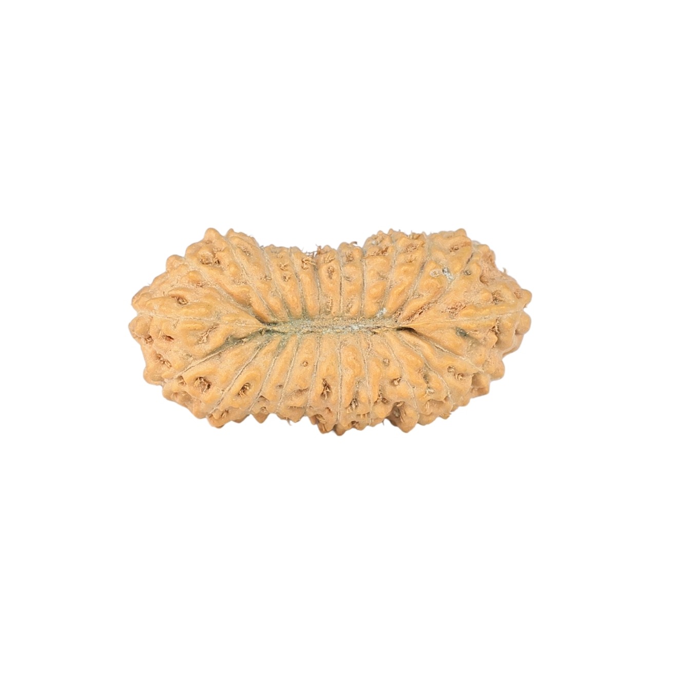 22 Mukhi Rudraksha 22mm 1.61gm - Rudraksha back