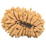 18 Mukhi Rudraksha 31.5mm 4.86gm - Rudraksha back