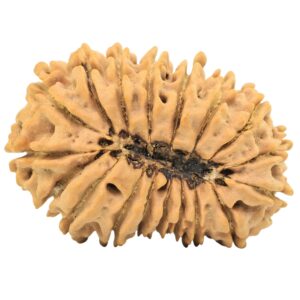 18 Mukhi Rudraksha 31.5mm 4.86gm - Rudraksha back