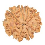 8 Mukhi Rudraksha 27.3mm 5.15gm - Rudraksha back