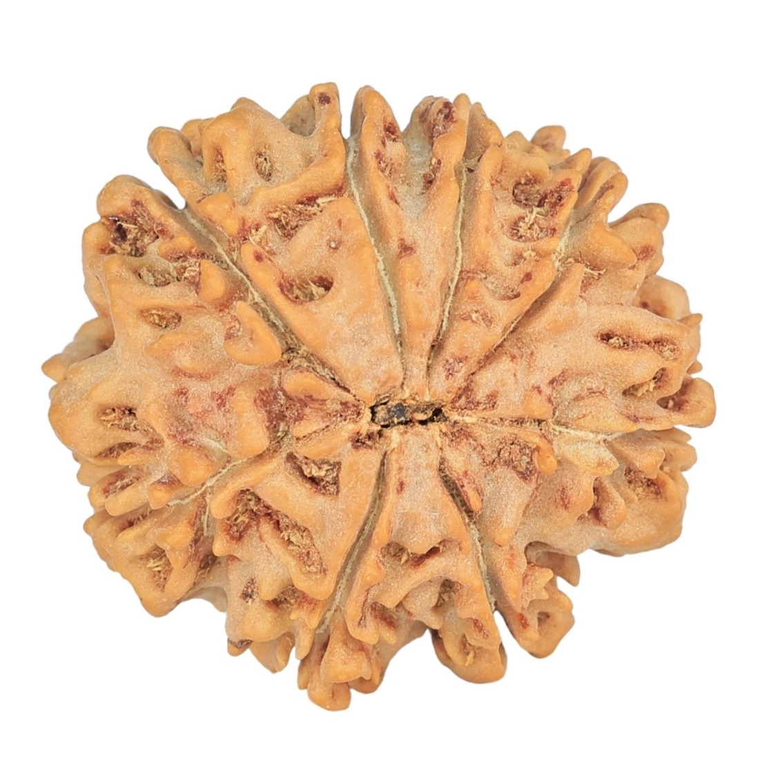 8 Mukhi Rudraksha 27.3mm 5.15gm - Rudraksha back