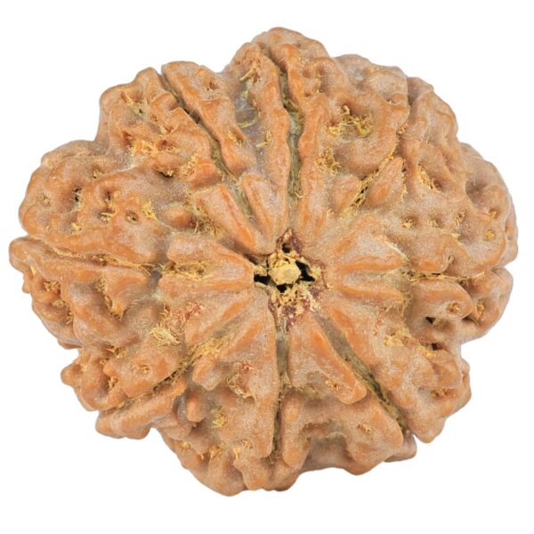8 Mukhi Rudraksha 27.6mm 6.25gm - Rudraksha