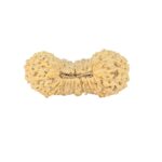 31 Mukhi Rudraksha 25.5mm 1.49gm - Rudraksha