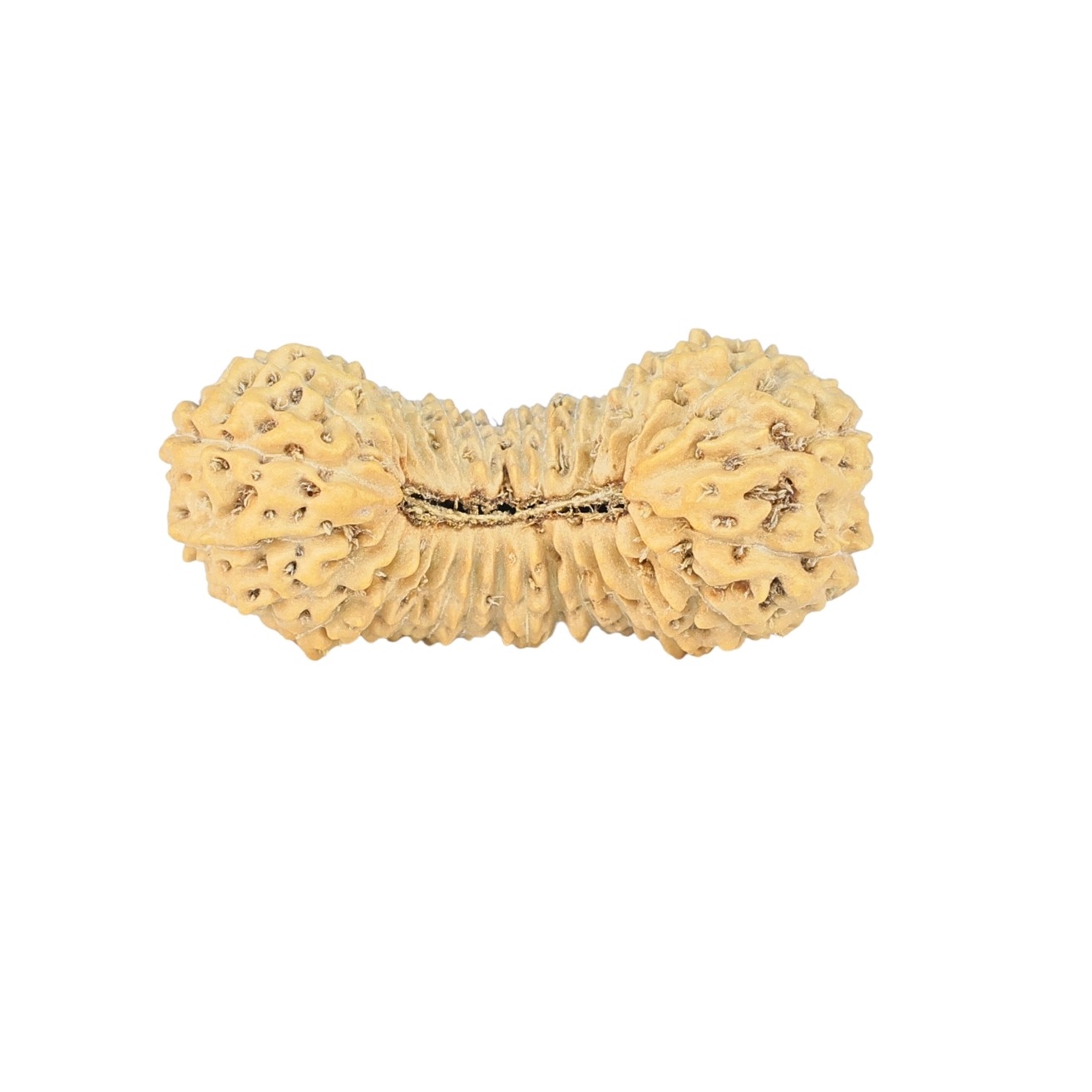 31 Mukhi Rudraksha 25.5mm 1.49gm - Rudraksha