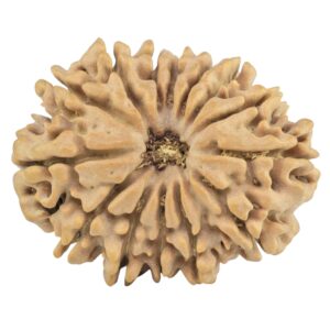 14 Mukhi Rudraksha 30.1mm 5.27gm - Rudraksha