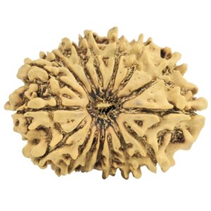 16 Mukhi Rudraksha 25.4mm 2gm - Rudraksha