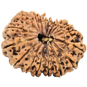 18 Mukhi Rudraksha 31.9mm 5.28gm - Rudraksha