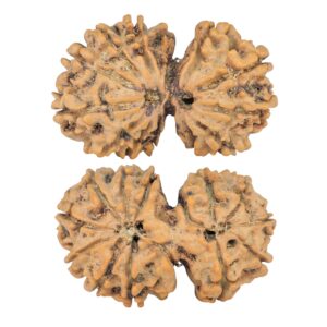 14 Mk Gaurishankar 32mm 5.06gm - Rudraksha