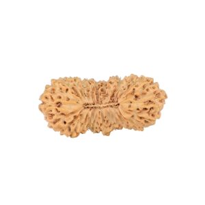 26 Mukhi Rudraksha 24.5mm 1.66gm - Rudraksha