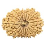 18 Mukhi Rudraksha 34mm 5.72gm - Origin: Nepal - Rudraksha