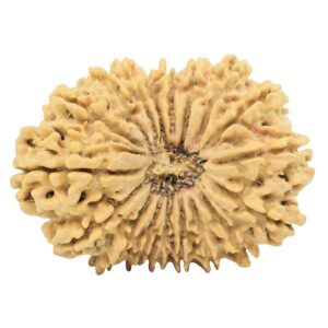 18 Mukhi Rudraksha 34mm 5.72gm - Origin: Nepal - Rudraksha