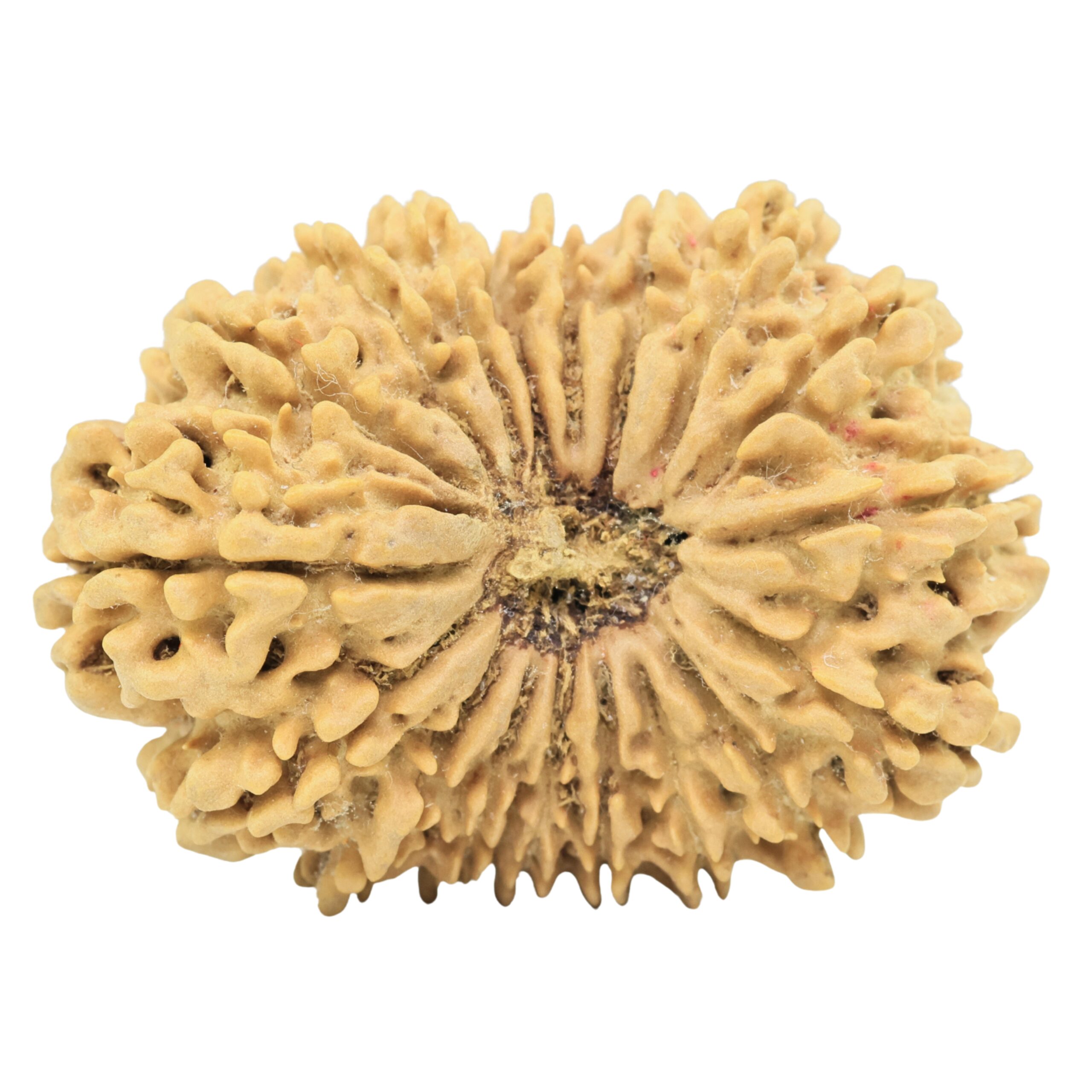 18 Mukhi Rudraksha 34mm 5.72gm - Origin: Nepal - Rudraksha